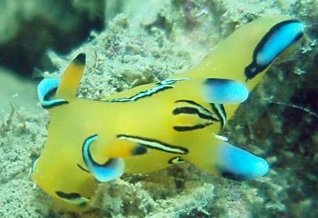 Pikachu'ya Benzerliği İle Şaşırtan Bir Garip Deniz Canlısı: Thecacera Pacifica!