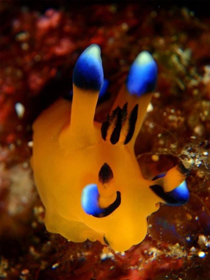 Pikachu'ya Benzerliği İle Şaşırtan Bir Garip Deniz Canlısı: Thecacera Pacifica!