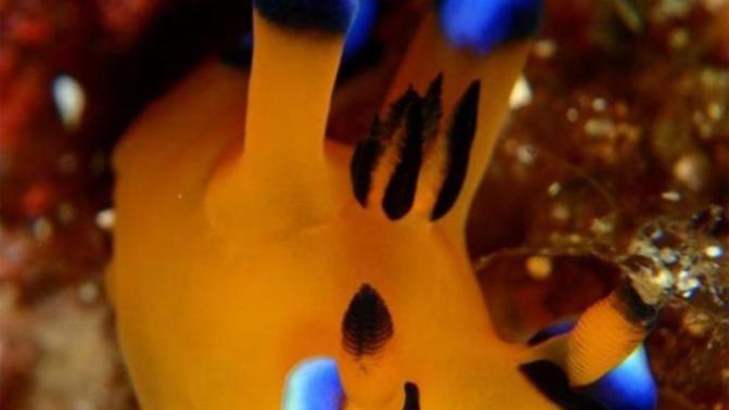 Pikachu'ya Benzerliği İle Şaşırtan Bir Garip Deniz Canlısı: Thecacera Pacifica!