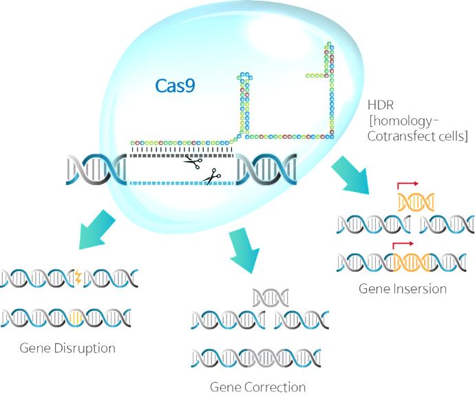 Kanserden Genetik Rahatsızlıklara, Bir Çok Hastalığın Tedavisine Açılan Yeni Bir Tıbbi Teknik: CRISPR