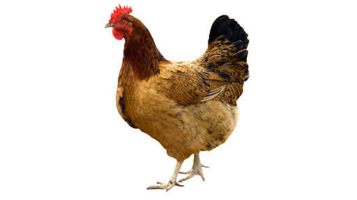 En Kolay Yoldan Zayıflamak