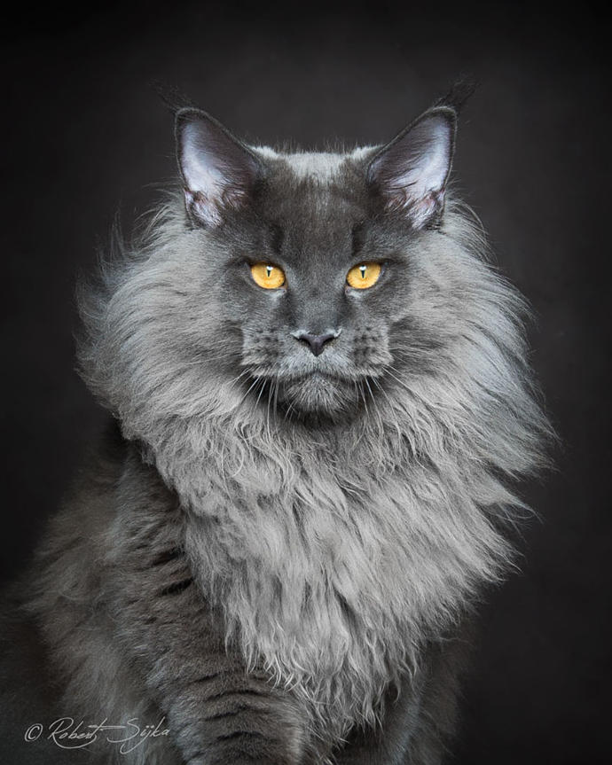 Kedi Mafyasının Gladyoları İfşa Edildi Gördünüz mü?