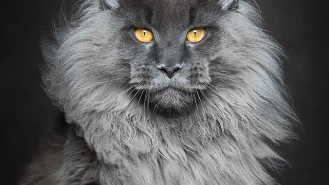 Kedi Mafyasının Gladyoları İfşa Edildi Gördünüz mü?