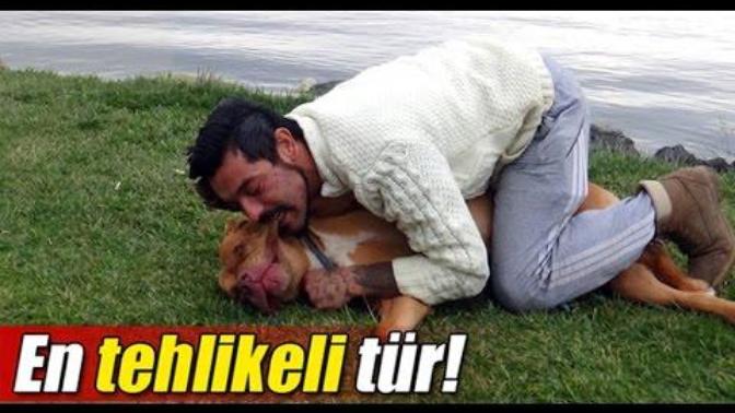 Hiç Biri Saldırgan Değil Saldırgan Olan Sahipleridir