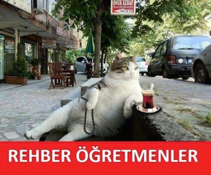 Tombili Ziverbey Sokaklarında Ölümsüzleşiyor