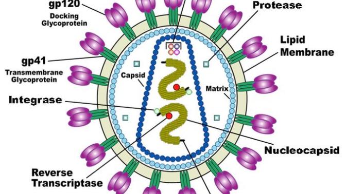AIDS Nedir, HIV Virüsü Nasıl Davranır, Hastalık Nasıl Anlaşılır?
