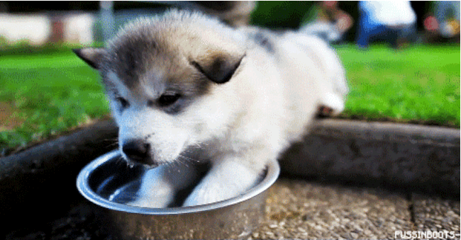 Köpek Seven İnsanları Sevin, Onlar Gerçek Sevgiyi Daha İyi Bilirler !