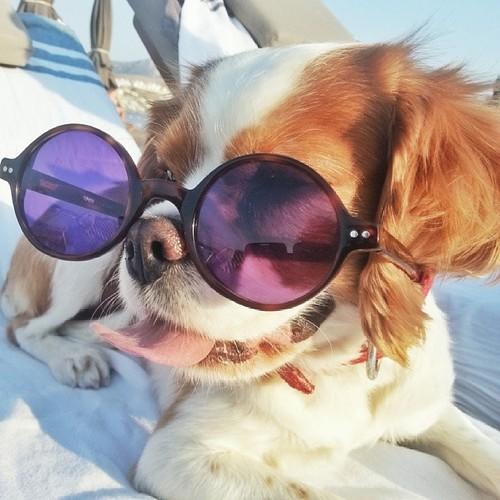 Köpek Seven İnsanları Sevin, Onlar Gerçek Sevgiyi Daha İyi Bilirler !