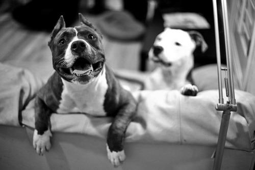 Köpek Seven İnsanları Sevin, Onlar Gerçek Sevgiyi Daha İyi Bilirler !