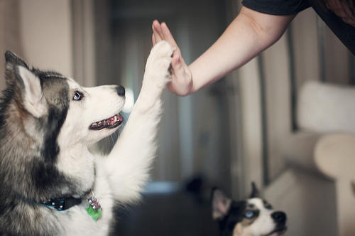 Köpek Seven İnsanları Sevin, Onlar Gerçek Sevgiyi Daha İyi Bilirler !