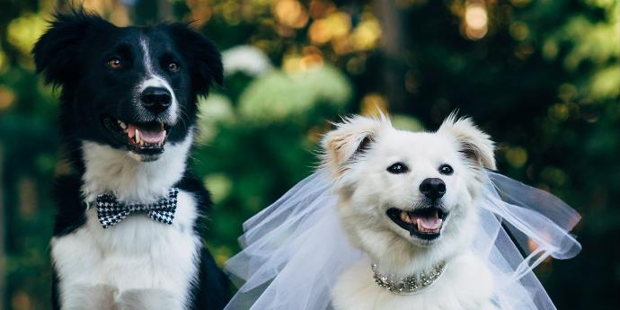 Köpek Seven İnsanları Sevin, Onlar Gerçek Sevgiyi Daha İyi Bilirler !
