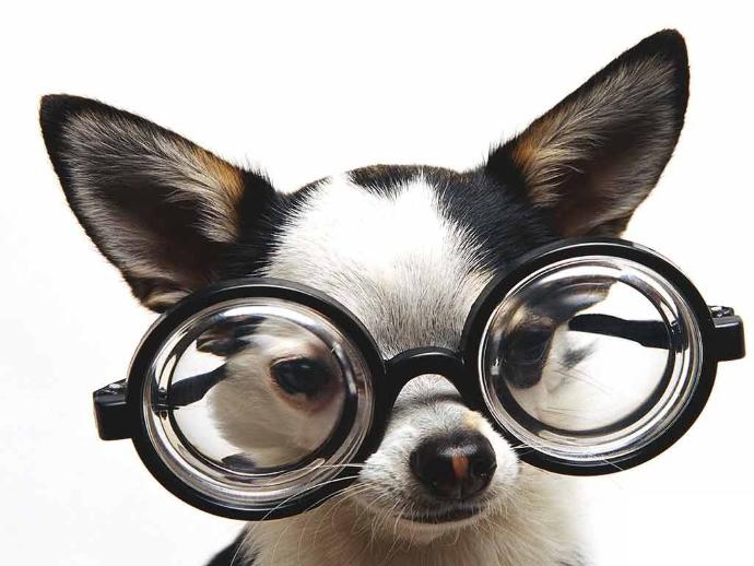 Köpek Seven İnsanları Sevin, Onlar Gerçek Sevgiyi Daha İyi Bilirler !