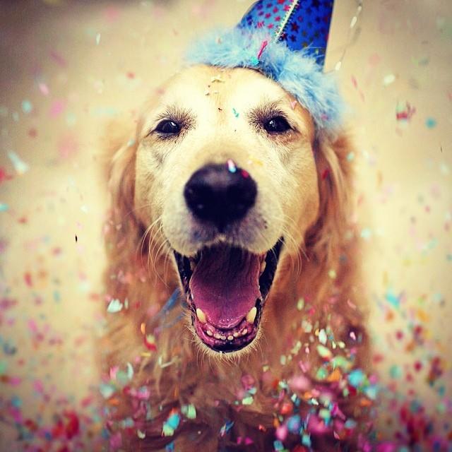 Köpek Seven İnsanları Sevin, Onlar Gerçek Sevgiyi Daha İyi Bilirler !