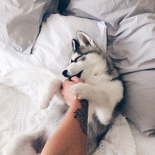 Köpek Seven İnsanları Sevin, Onlar Gerçek Sevgiyi Daha İyi Bilirler !