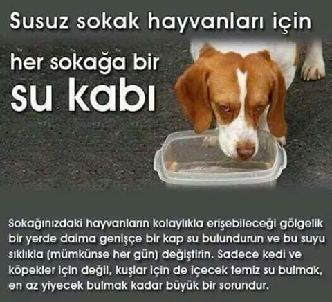 Hayvanseverler İnsan Düşmanı Değildir!