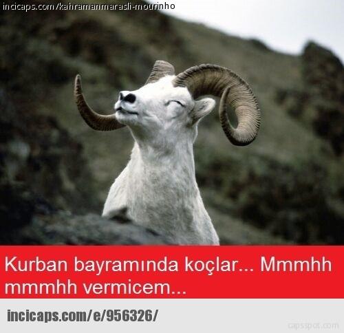 Kurbanlıkların Dilinden Kurban Bayramı Heyecanı