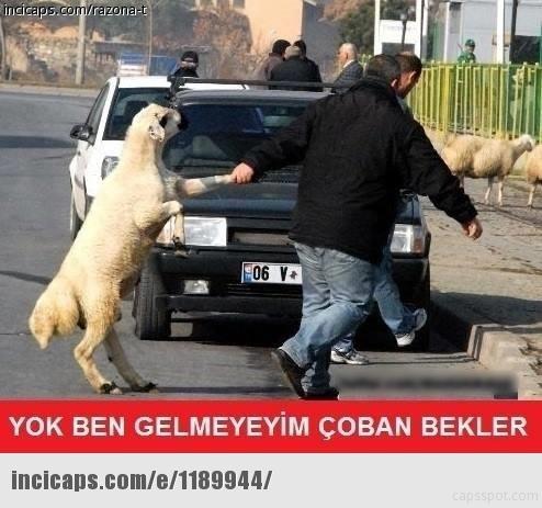 Kurbanlıkların Dilinden Kurban Bayramı Heyecanı