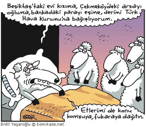 Kurbanlıkların Dilinden Kurban Bayramı Heyecanı