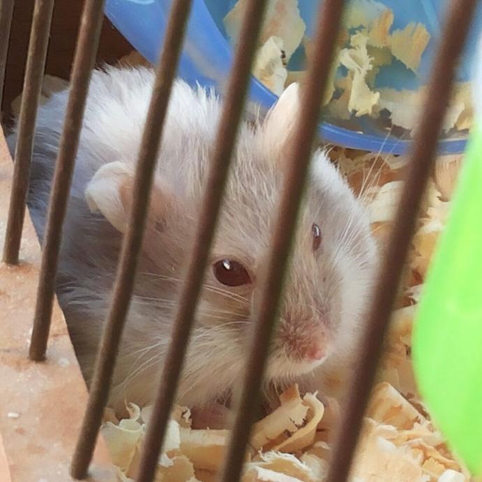 Hamster'ımı Nelerle Besliyorum?