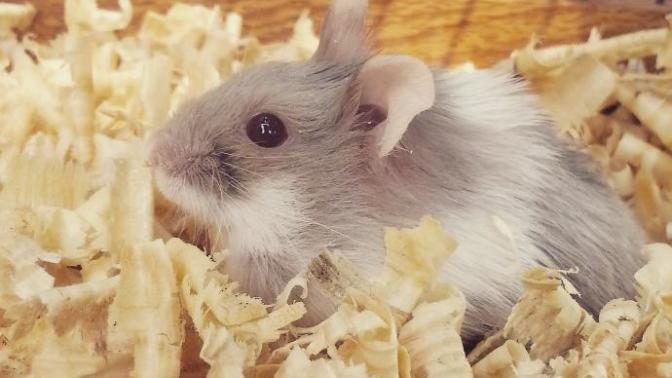 Hamster'ımı Nelerle Besliyorum?