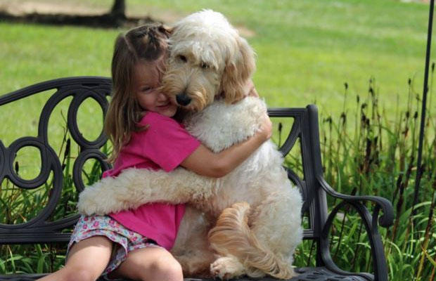 Dostumuz Köpeklerin En Sevimli 10 Hali