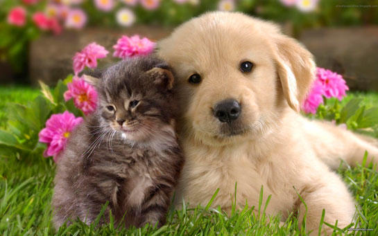 Dostumuz Köpeklerin En Sevimli 10 Hali
