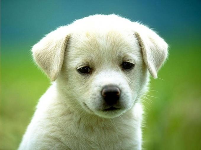 Dostumuz Köpeklerin En Sevimli 10 Hali