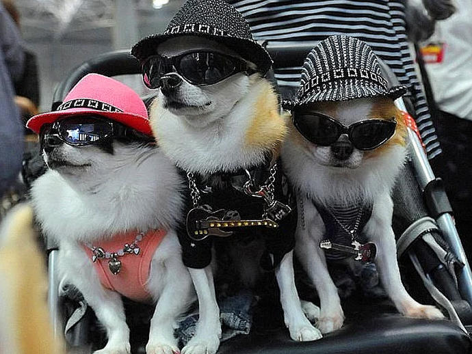 Dostumuz Köpeklerin En Sevimli 10 Hali