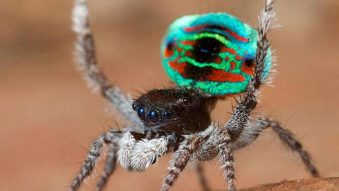 Örümcek Isırırsa Örümcek Adam Olabilirim Dedirten Spiderman Filminin Çocukluğumuza Etkileri