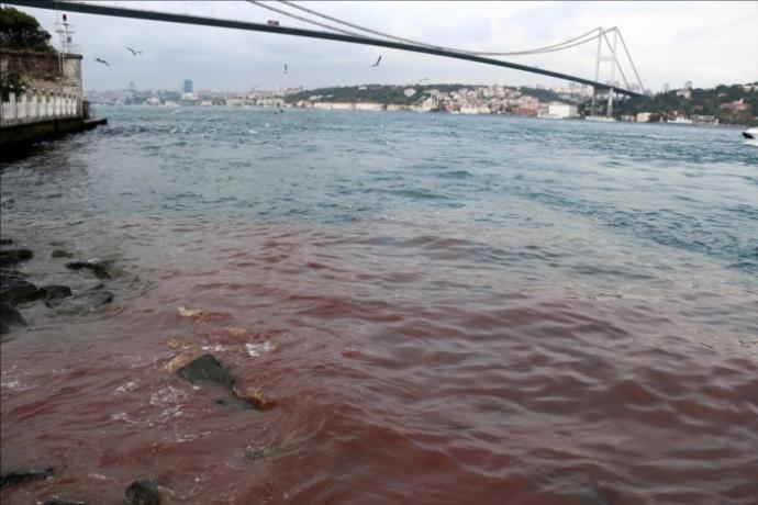 Vejetaryen Birinin Gözünden Kurban Bayramı