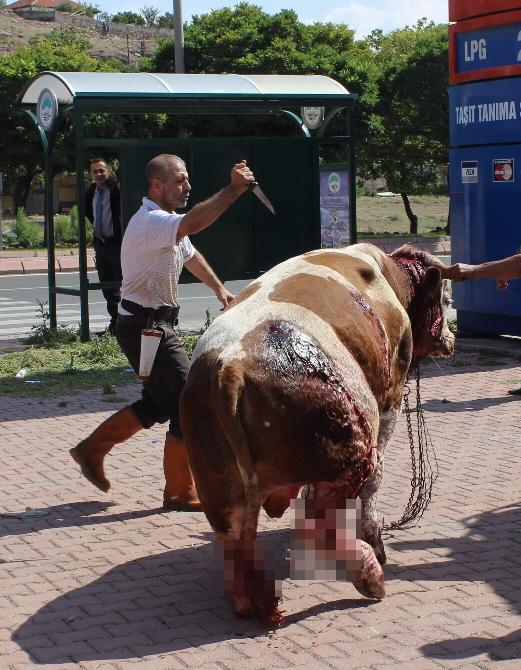 Vejetaryen Birinin Gözünden Kurban Bayramı