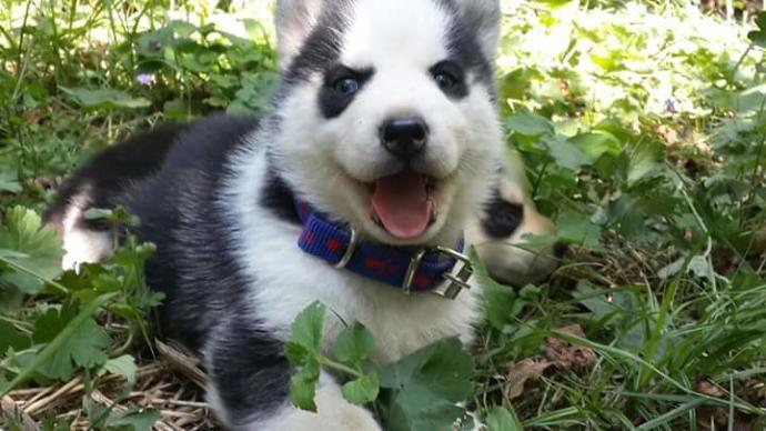 Husky ( Sibirya Kurdu) Hakkında Bilmeniz Gerekenleri Açıklıyoruz