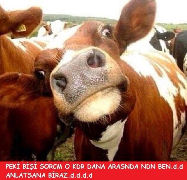 Her Kurban Bayramında Klişe Olmuş Bayram Capsleri!