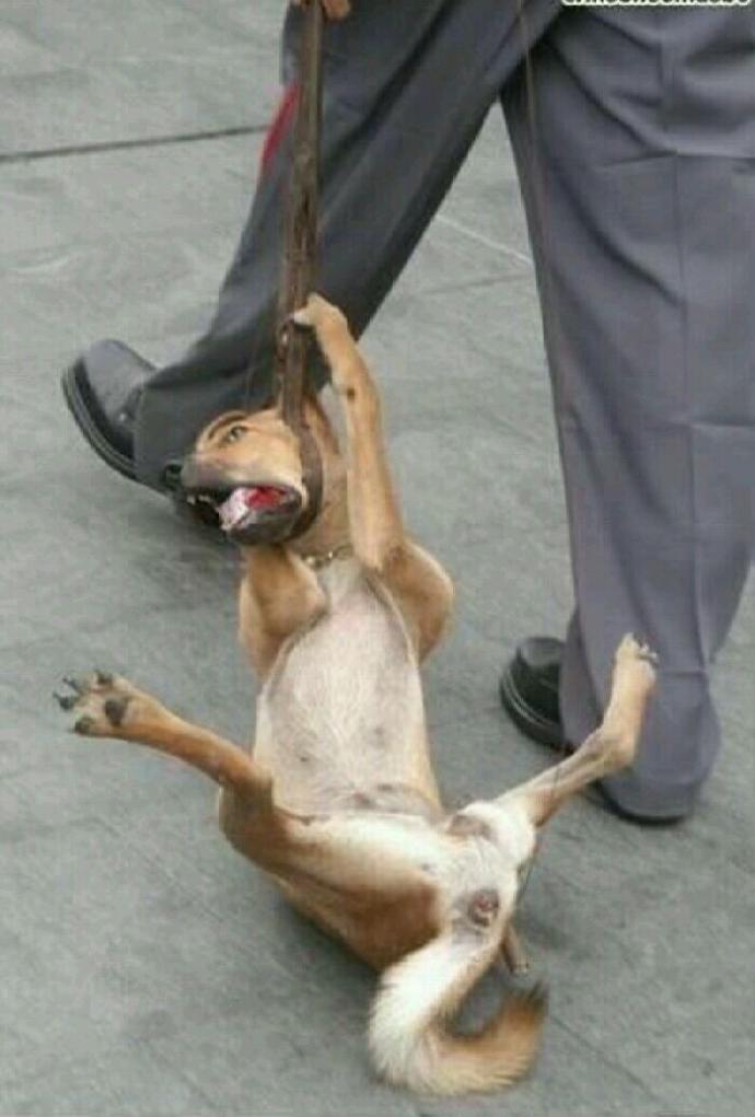 Dünyanın En Korkunç Canlısı!