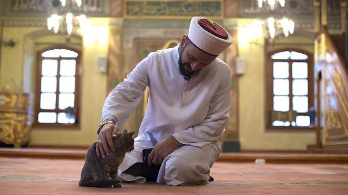 Evinde Kedi Besleyenleri Eleştirmeden Önce Bilmeniz Gerekenler