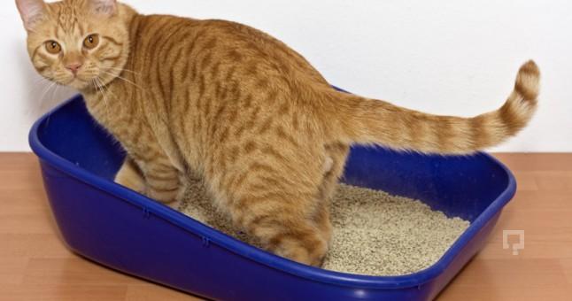 Evinde Kedi Besleyenleri Eleştirmeden Önce Bilmeniz Gerekenler