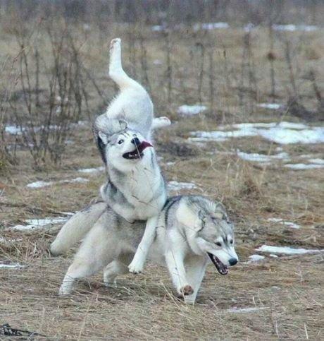 Bazı Köpek Cinslerinin Korkunç olduğunun Kanıtı