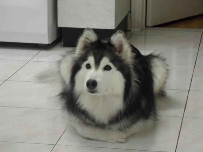 Bazı Köpek Cinslerinin Korkunç olduğunun Kanıtı
