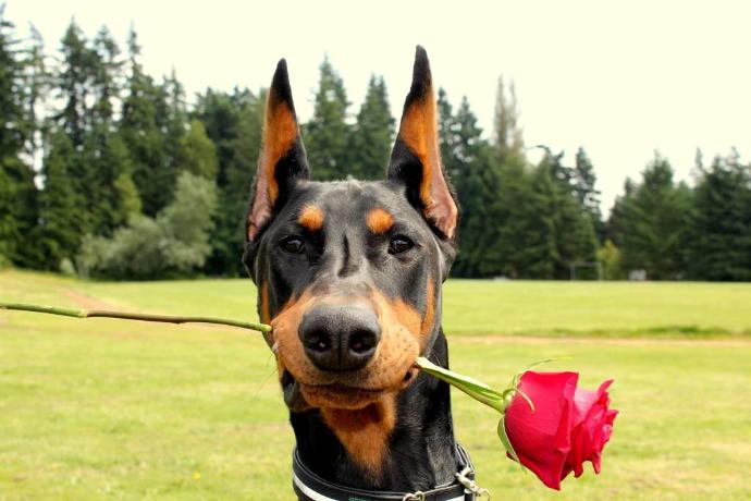 Bazı Köpek Cinslerinin Korkunç olduğunun Kanıtı