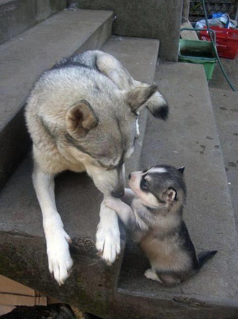 Bazı Köpek Cinslerinin Korkunç olduğunun Kanıtı