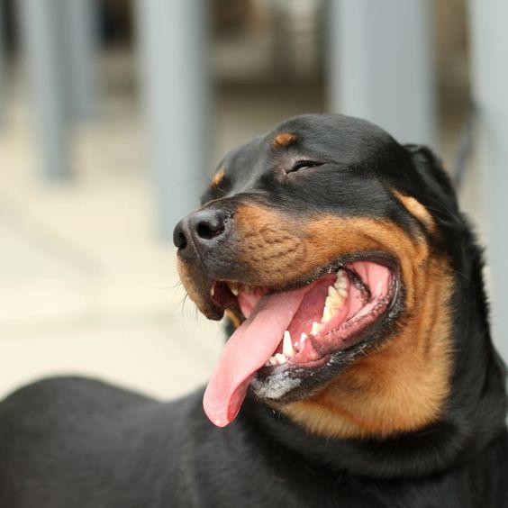 Bazı Köpek Cinslerinin Korkunç olduğunun Kanıtı