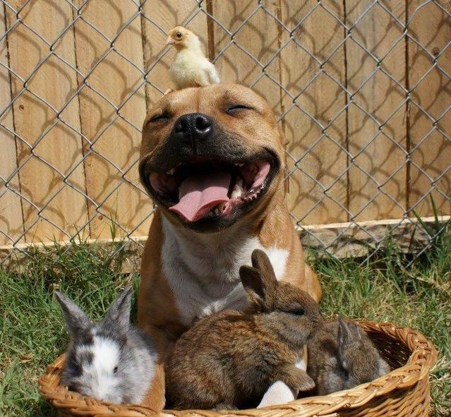 Bazı Köpek Cinslerinin Korkunç olduğunun Kanıtı