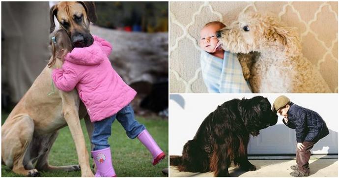 Bazı Köpek Cinslerinin Korkunç olduğunun Kanıtı