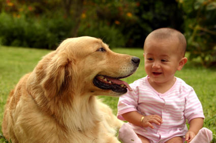 Bazı Köpek Cinslerinin Korkunç olduğunun Kanıtı