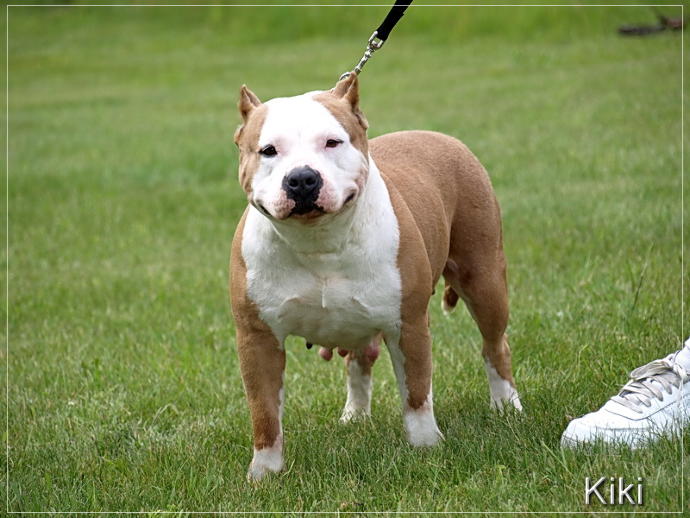 Bazı Köpek Cinslerinin Korkunç olduğunun Kanıtı