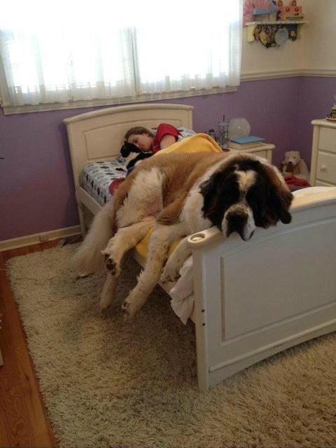Bazı Köpek Cinslerinin Korkunç olduğunun Kanıtı