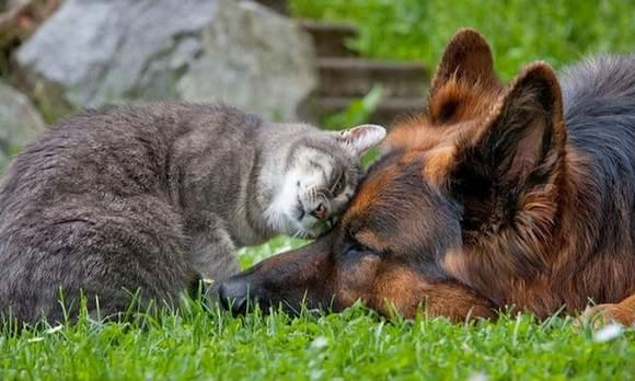 Bazı Köpek Cinslerinin Korkunç olduğunun Kanıtı