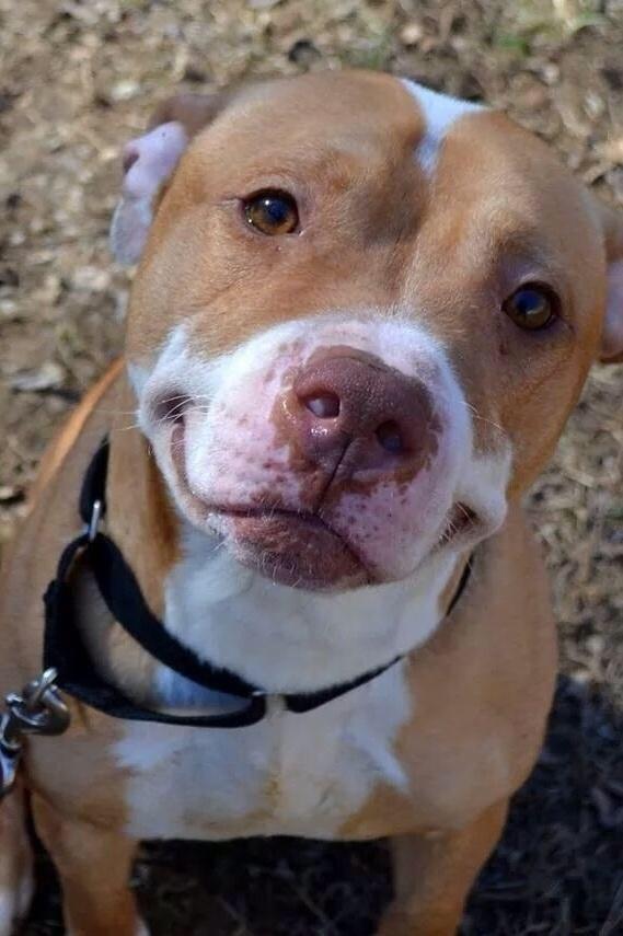Bazı Köpek Cinslerinin Korkunç olduğunun Kanıtı