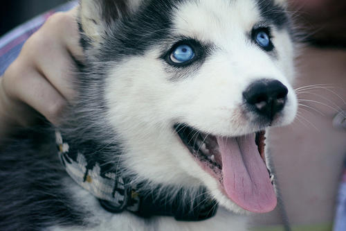 Bazı Köpek Cinslerinin Korkunç olduğunun Kanıtı