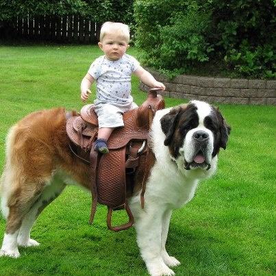 Bazı Köpek Cinslerinin Korkunç olduğunun Kanıtı
